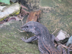Ameiva fuliginosa