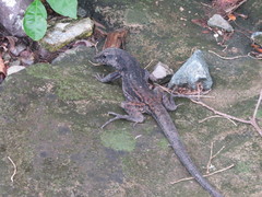 Ameiva fuliginosa