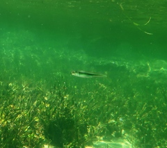 Atherinosoma microstoma