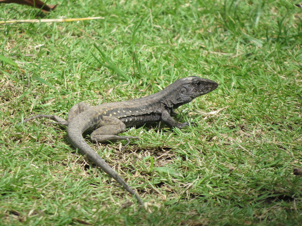 Providencia Ameiva