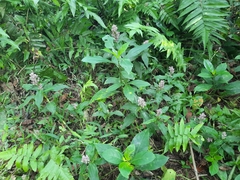 Floscopa scandens