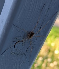 Rilaena triangularis