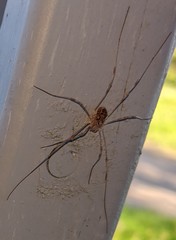 Rilaena triangularis