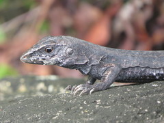 Ameiva fuliginosa