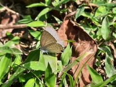 Catochrysops