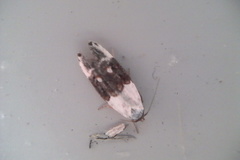 Trachypepla amphileuca