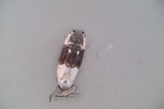 Trachypepla amphileuca