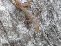 Anolis pinchoti