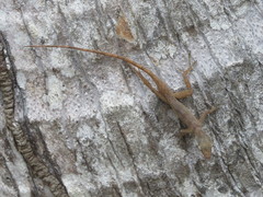 Anolis pinchoti
