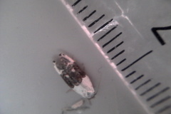 Trachypepla amphileuca