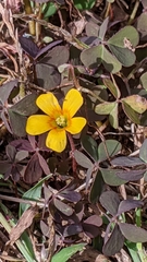 Oxalis corniculata repens