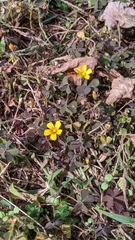 Oxalis corniculata repens