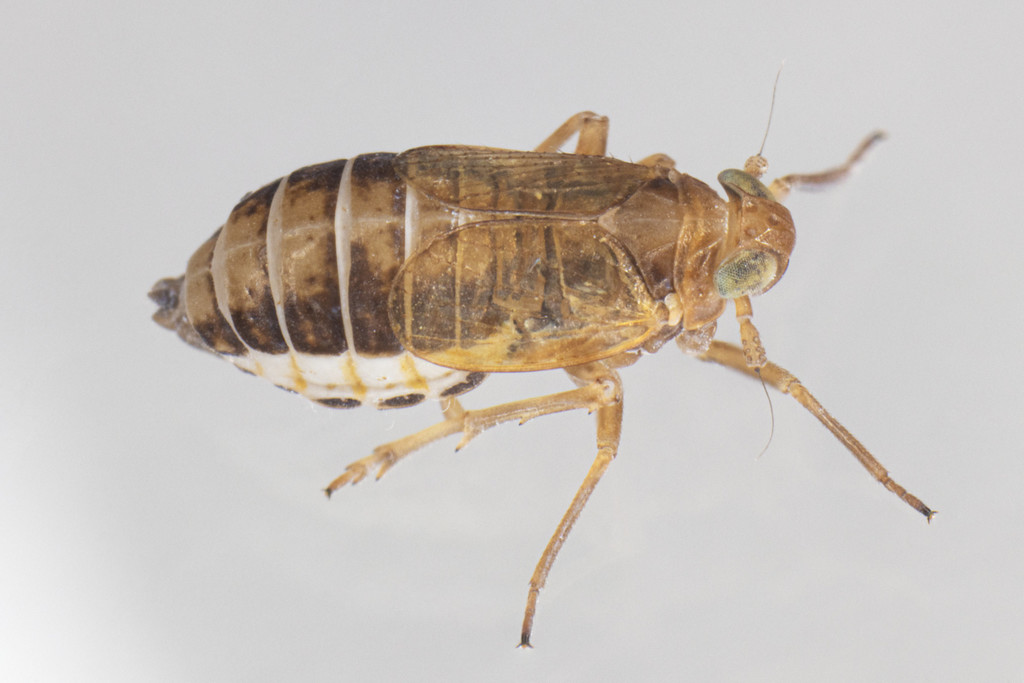 Ribautodelphax pusilla