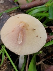 Conocybe coprophila