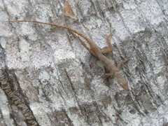 Anolis pinchoti