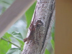 Anolis pinchoti