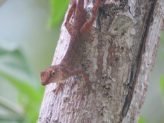 Anolis pinchoti