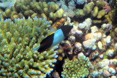 Hemitaurichthys zoster