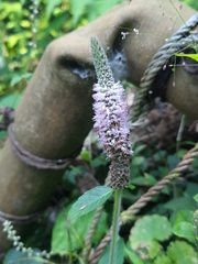 Pogostemon auricularius