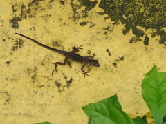 Anolis pinchoti