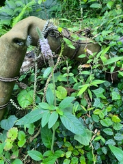 Pogostemon auricularius