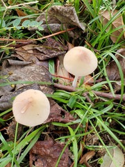 Conocybe coprophila