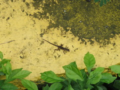 Anolis pinchoti