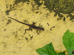 Anolis pinchoti