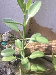 Kalanchoe laetivirens