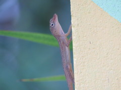 Anolis pinchoti
