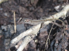 Anolis pinchoti