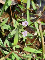 Limnophila
