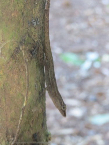 Crab Cay Anole, Anolis pinchoti