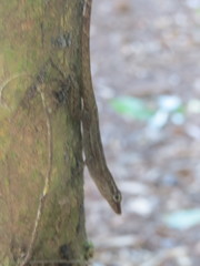 Anolis pinchoti