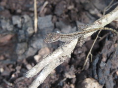 Anolis pinchoti