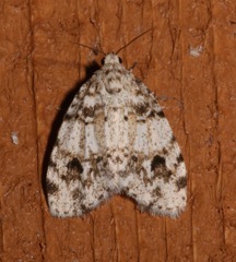 Clemensia ochreata
