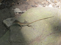 Anolis pinchoti