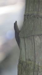 Anolis pinchoti