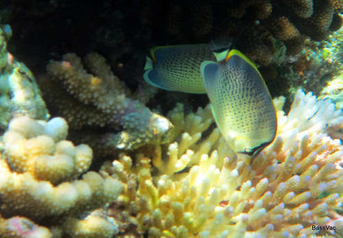 Spotted Butterflyfish — seen at this dive site