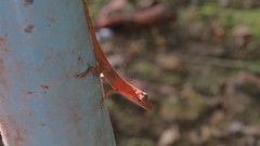 Anolis pinchoti