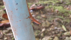 Anolis pinchoti