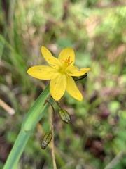 Sisyrinchium palustre