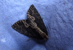 Dypterygia scabriuscula