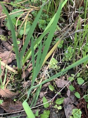Sisyrinchium palustre