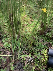 Sisyrinchium palustre