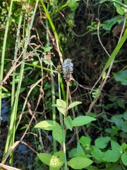 Pogostemon auricularius