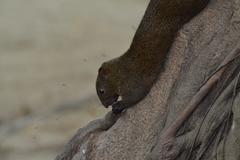 Callosciurus erythraeus thaiwanensis