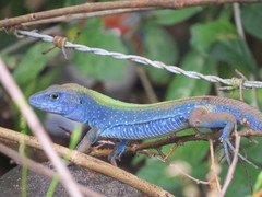 Cnemidophorus espeuti