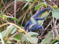 Cnemidophorus espeuti
