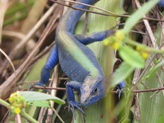 Cnemidophorus espeuti